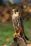 Beautiful Eurasian hobby Falco subbuteo
