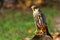 Beautiful Eurasian hobby Falco subbuteo