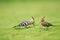 Beautiful eurasian hoopoe