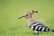 Beautiful eurasian hoopoe bird head closeup