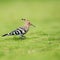 Beautiful eurasian hoopoe closeup