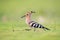 Beautiful eurasian hoopoe closeup