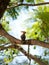 Beautiful eurasian hoopoe (upupa epops) sitting in a tree
