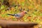 Beautiful Eurasian jay (Garrulus glandarius) in autumn