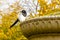 Beautiful Eurasian magpie perching on a stone plant pot in Regent`s Park of London