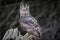 Beautiful Euro Asian Eagle owl