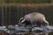 Beautiful European badger Meles meles - Eurasian badger