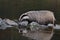 Beautiful European badger Meles meles - Eurasian badger