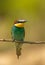 The beautiful European bee-eater bird photographed at sunset in Bulgaria
