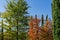 Beautiful European beech Fagus sylvatica and Sourwood tree Oxydendrum arboreum with red leaves and Mediterranean cypress