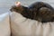 Beautiful european cat sleeping on a cozy sofa pillow. Comfortable custom furniture