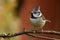 A beautiful European Crested Tit, lophophanes cristatus