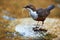 Beautiful European Dipper