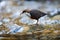 Beautiful European Dipper