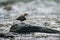 Beautiful European dipper on a rock