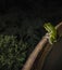 A beautiful European green tree frog Hyla arborea sits on the edge of a rusty iron barrel and attentively peers into the nigh