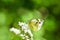 Beautiful European Large Cabbage White butterfly