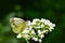 Beautiful European Large Cabbage White butterfly