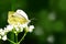 Beautiful European Large Cabbage White butterfly