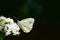 Beautiful European Large Cabbage White butterfly