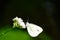 Beautiful European Large Cabbage White butterfly