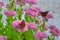 beautiful european peacock butterfly on sedum telephium