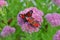 beautiful european peacock butterfly on sedum telephium