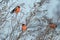 Beautiful European winter bird Eurasian Bullfinch, Pyrrhula pyrrhula feeding on weed seeds