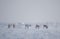 A beautiful evening landscape of a reindeer herd resting in the Norwegian hills just before the sunset.