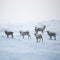 A beautiful evening landscape of a reindeer herd resting in the Norwegian hills just before the sunset.