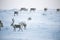 A beautiful evening landscape of a reindeer herd resting in the Norwegian hills just before the sunset.