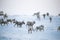 A beautiful evening landscape of a reindeer herd resting in the Norwegian hills just before the sunset.