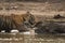 On a beautiful evening A male tiger cub cooling off in the waterhole at Ranthambore National Park