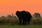 Beautiful evening after sunset with elephant. African Elephant walking in the water yellow and green grass. Big animal in the