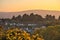 Beautiful evening view of Dublin Mountains, houses and roofs, wild yellow gorse Ulex flowers and tree branches in golden sunligh