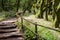 Beautiful evergreen forest in Garajonay national park on La Gomera island.