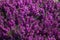 Beautiful evergreen heather Erica carnea spring alpine heath purple Flowers. Flowering Erica carnea pink ornamental plant