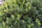 Beautiful evergreen leaves of Strawberry tree Arbutus unedo, family Ericaceae