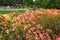 A beautiful evergreen rhododendron shrub with pink, yellow, and orange flowers in spring landscape of a botanic garden