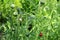 Beautiful example of budding Oriental Poppies