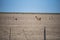 Beautiful example of Guanaco animal living and dwelling in north Patagonia region of Valdes district in Puerto Madryn, Argentina.