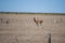 Beautiful example of Guanaco animal living and dwelling in north Patagonia region of Valdes district in Puerto Madryn, Argentina.