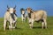 Beautiful examples of Nellore cattle in the pasture