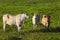 beautiful examples of Nellore cattle in the pasture