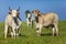 beautiful examples of Nellore cattle in the pasture