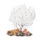 Beautiful exotic branching coral, shells, pebbles and starfish on white background