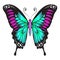 Beautiful exotic butterfly emerald purple color.Vector illustration  on a white background.