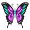 Beautiful exotic butterfly emerald purple color. Vector illustration on a white background.