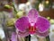 Beautiful exotic plant. Flower of Phalaenopsis, white and purple orchid from Orchidaceae family plants, close up view