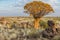 Beautiful exotic quiver tree in rocky and arid Namibian landscape, Namibia, Southern Africa